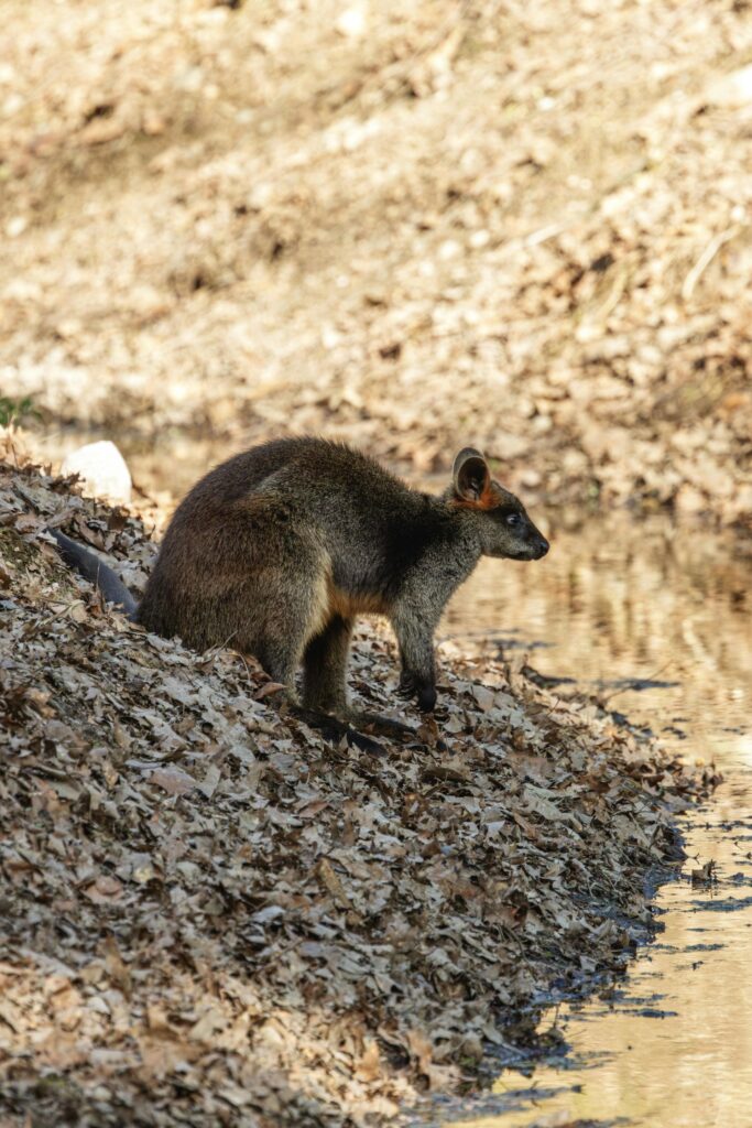A wallaby on a rocky bank beside water.