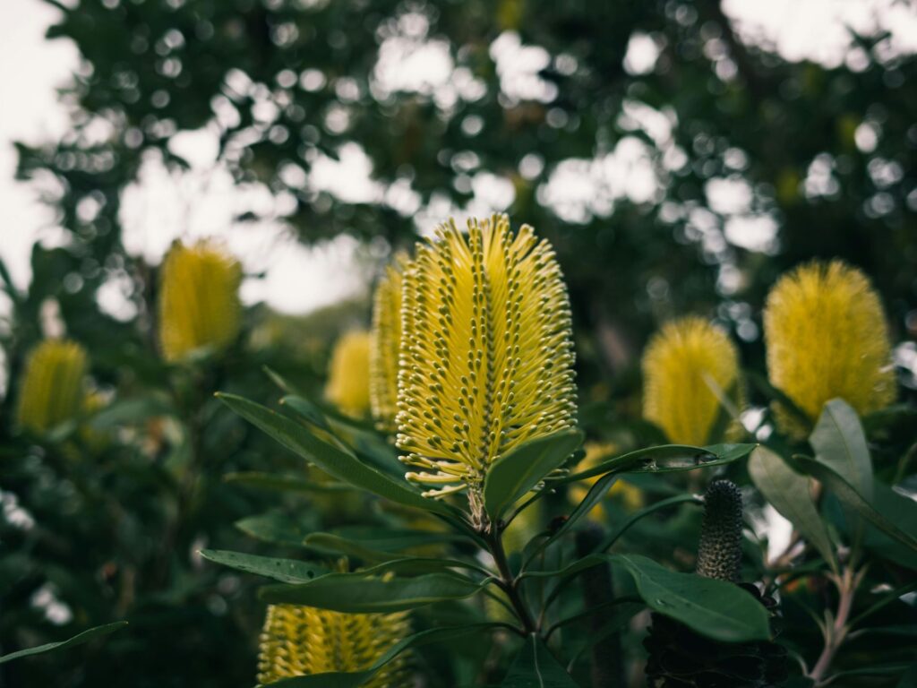 Yellow banksia flowers on a native shrub.