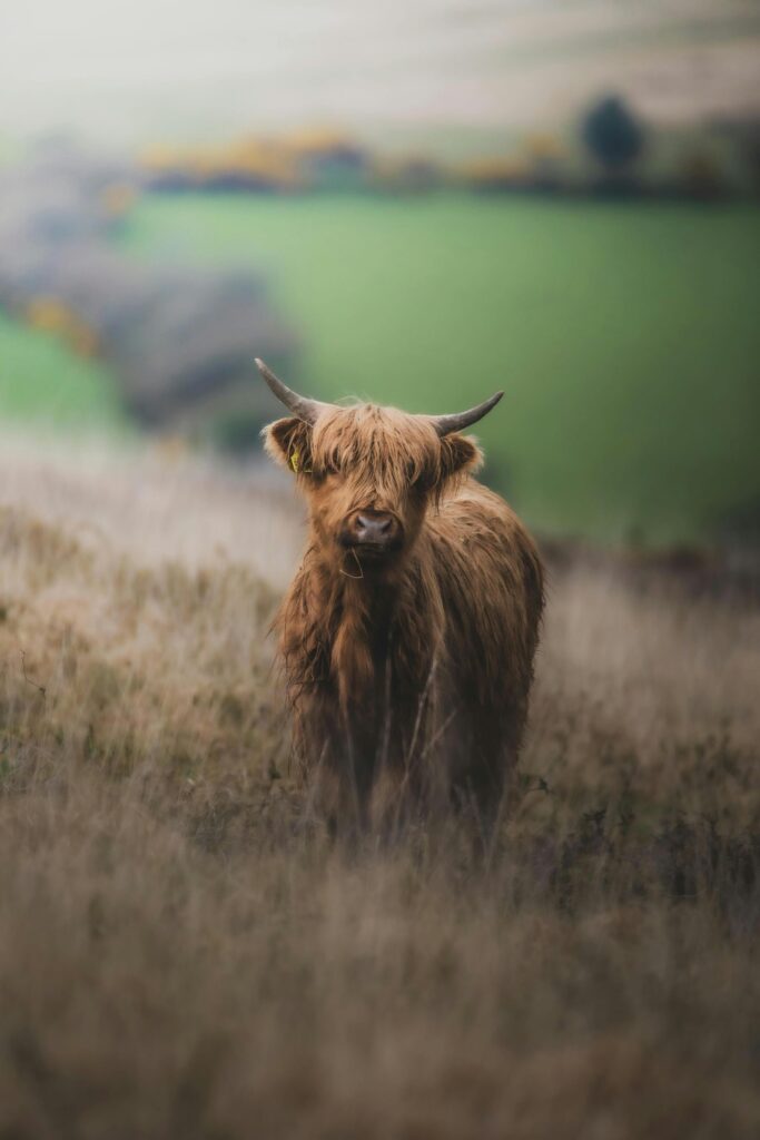 A highland cow standing in long dry grass.